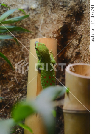 A vibrant green gecko, speckled with vivid red A vibrant green gecko, speckled with vivid red 141385741
