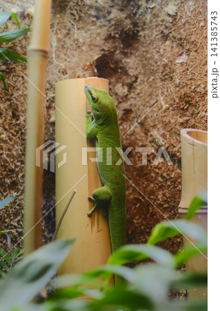 Crimson-patterned emerald gecko clings to golden bamboo Crimson-patterned emerald gecko clings to golden bamboo 141385743