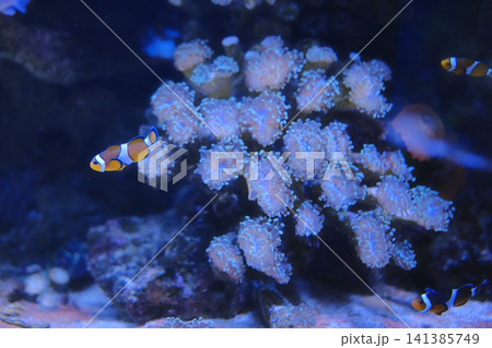 Bright orange clownfish swim alongside a cluster of light pink coral polyps under blue lighting Bright orange clownfish swim alongside a cluster of light pink coral polyps under blue lighting 141385749