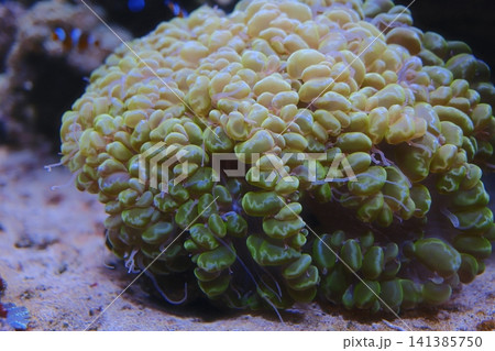 Detailed view of a lush green and yellow bubble coral with its inflated polyps Detailed view of a lush green and yellow bubble coral with its inflated polyps 141385750
