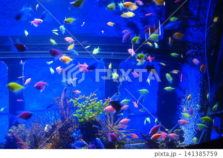 Fluorescent fish swim in a bright blue aquarium Fluorescent fish swim in a bright blue aquarium 141385759