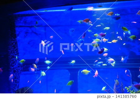 Many colorful GloFish swim together in a large aquarium Many colorful GloFish swim together in a large aquarium 141385760