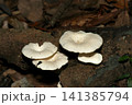 朽ち木に乳白色に鱗片が観察できる新鮮できれいなケガワタケ茸群(日本自然菌・キノコマクロ撮影) 朽ち木に乳白色に鱗片が観察できる新鮮できれいなケガワタケ茸群(日本自然菌・キノコマクロ撮影) 141385794