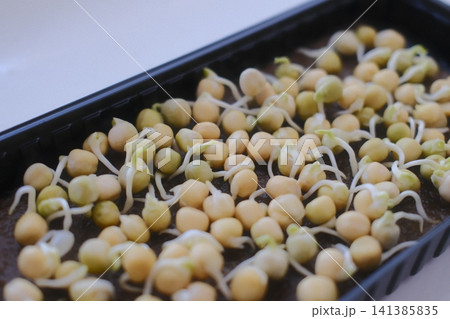 Many yellow pea seeds germinate in a black rectangular tray. 141385835