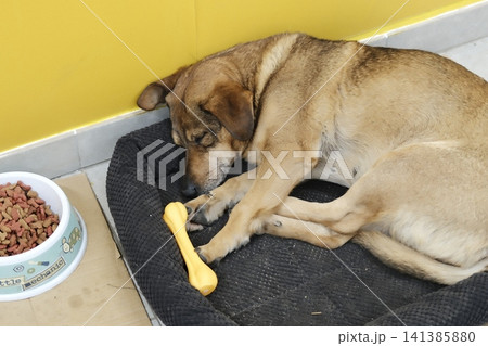 Tan and brown dog sleeps soundly on its dark bed indoors Tan and brown dog sleeps soundly on its dark bed indoors 141385880