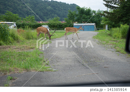 田舎の町の鹿 141385914