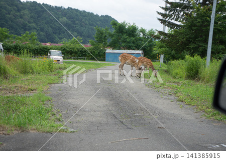田舎の町の鹿 田舎の町の鹿 141385915