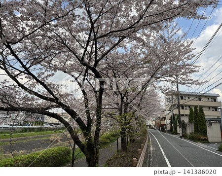 Road and cherry blossoms 01 141386020