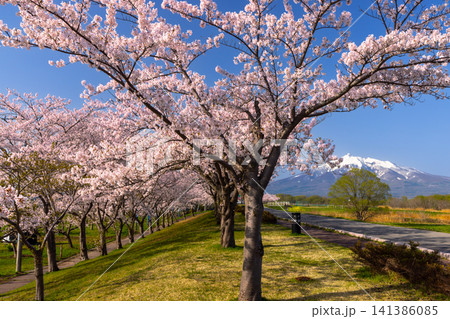 青森県北津軽郡鶴田町鶴田早瀬 岩木川鶴寿桜づつみ公園のソメイヨシノ桜並木と残雪の岩木山の景色 青森県北津軽郡鶴田町鶴田早瀬 岩木川鶴寿桜づつみ公園のソメイヨシノ桜並木と残雪の岩木山の景色 141386085