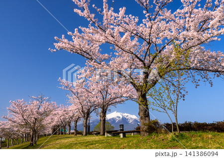 青森県北津軽郡鶴田町鶴田早瀬 岩木川鶴寿桜づつみ公園のソメイヨシノ桜並木と残雪の岩木山の景色 青森県北津軽郡鶴田町鶴田早瀬 岩木川鶴寿桜づつみ公園のソメイヨシノ桜並木と残雪の岩木山の景色 141386094