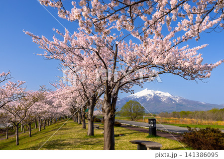 青森県北津軽郡鶴田町鶴田早瀬 岩木川鶴寿桜づつみ公園のソメイヨシノ桜並木と残雪の岩木山の景色 青森県北津軽郡鶴田町鶴田早瀬 岩木川鶴寿桜づつみ公園のソメイヨシノ桜並木と残雪の岩木山の景色 141386095