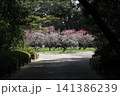 春色の栗林公園（2月下旬・梅の花） 141386239