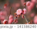 春色の栗林公園（2月下旬・梅の花） 141386240