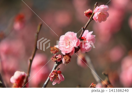 春色の栗林公園(2月下旬・梅の花) 春色の栗林公園(2月下旬・梅の花) 141386240