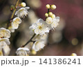 春色の栗林公園（2月下旬・梅の花） 141386241