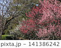 春色の栗林公園（2月下旬・梅の花） 141386242