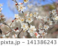 春色の栗林公園（2月下旬・梅の花） 141386243