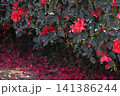 春色の栗林公園（2月下旬） 141386244