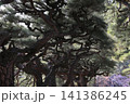 春色の栗林公園（2月下旬・梅と松） 141386245