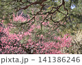 春色の栗林公園（2月下旬・梅と松） 141386246