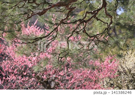 春色の栗林公園(2月下旬・梅と松) 春色の栗林公園(2月下旬・梅と松) 141386246