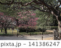 春色の栗林公園（2月下旬・梅と松） 141386247