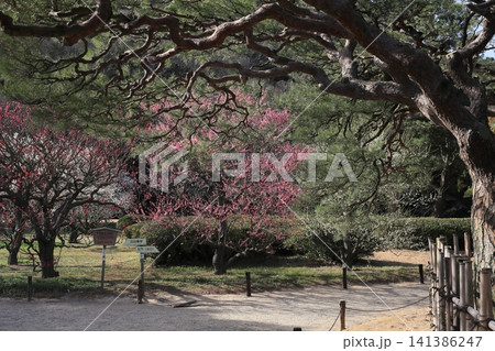 春色の栗林公園(2月下旬・梅と松) 春色の栗林公園(2月下旬・梅と松) 141386247