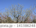 春色の栗林公園（2月下旬・梅の花） 141386248