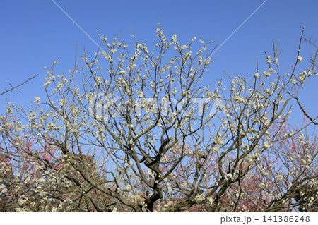 春色の栗林公園(2月下旬・梅の花) 春色の栗林公園(2月下旬・梅の花) 141386248