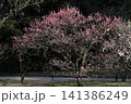 春色の栗林公園（2月下旬・梅の花） 141386249