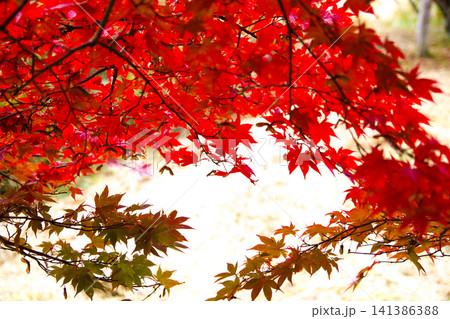 真っ赤に紅葉した鮮やかなモミジの木 真っ赤に紅葉した鮮やかなモミジの木 141386388