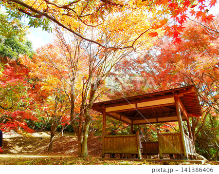 グラデーションの紅葉が美しい福岡県直方市の紅葉の森 グラデーションの紅葉が美しい福岡県直方市の紅葉の森 141386406