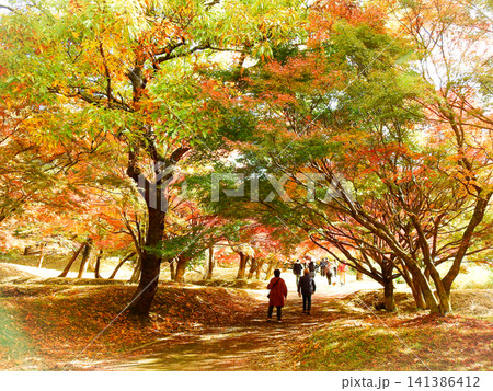 グラデーションが美しい福岡県直方市の紅葉の森 グラデーションが美しい福岡県直方市の紅葉の森 141386412