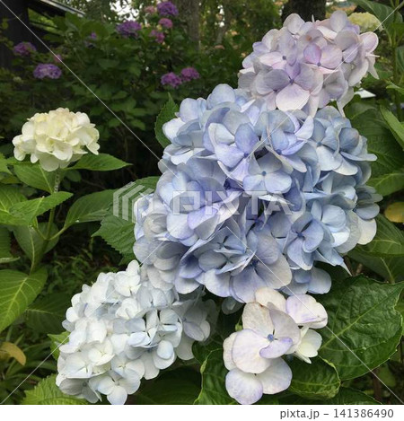 初夏の庭に咲く青と白の紫陽花 初夏の庭に咲く青と白の紫陽花 141386490