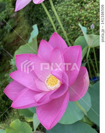 鮮やかに咲くピンク色のハスの花 鮮やかに咲くピンク色のハスの花 141386506