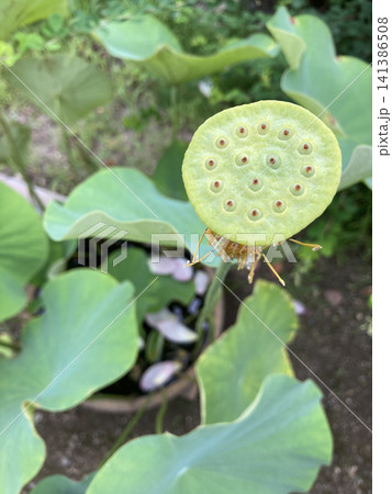 夏に見られるハスの花托と緑の葉 夏に見られるハスの花托と緑の葉 141386508