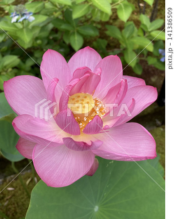 満開に咲いた美しいピンク色のハスの花 満開に咲いた美しいピンク色のハスの花 141386509