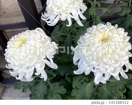 伝統的な白い大輪の菊の花 141386512