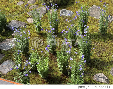 苔庭に咲く紫色のキキョウの花 苔庭に咲く紫色のキキョウの花 141386514
