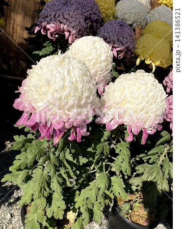 秋の庭園に咲く色とりどりの菊の花 秋の庭園に咲く色とりどりの菊の花 141386521