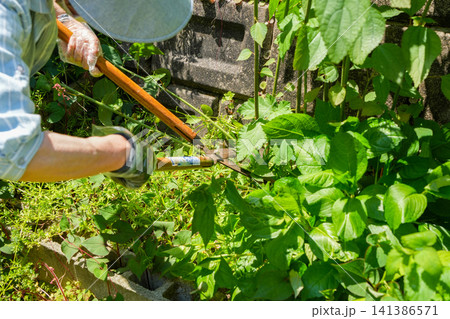 雑草はびこる庭の草刈り作業をする女性 雑草はびこる庭の草刈り作業をする女性 141386571