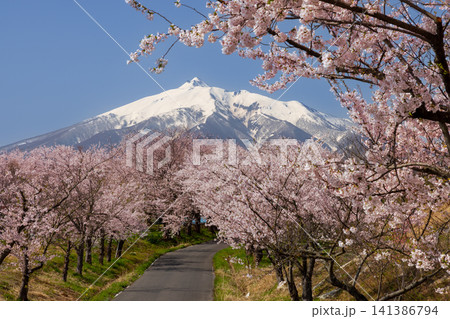 青森県北津軽郡鶴田町野木上藤森　ソメイヨシノが満開の鶴田町間山桜並木と残雪の岩木山の景色 141386794