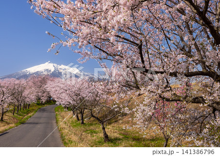 青森県北津軽郡鶴田町野木上藤森 ソメイヨシノが満開の鶴田町間山桜並木と残雪の岩木山の景色 青森県北津軽郡鶴田町野木上藤森 ソメイヨシノが満開の鶴田町間山桜並木と残雪の岩木山の景色 141386796