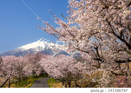青森県北津軽郡鶴田町野木上藤森　ソメイヨシノが満開の鶴田町間山桜並木と残雪の岩木山の景色 141386797