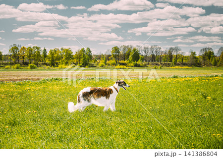 Russian Dog, Borzoi Running At Summer Sunny Day. Russian Hunted Dog At Meadow Or Field. Summer Season. Russkaya Psovaya Borzaya, Psovoi On Summer Grass. Bright Shine Sky 141386804