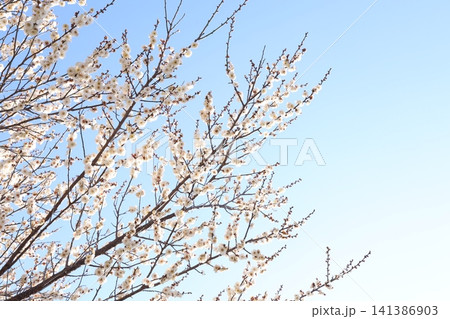 春を告げる梅の花 141386903
