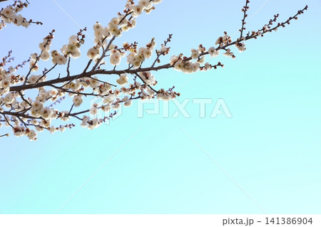 春を告げる梅の花 141386904