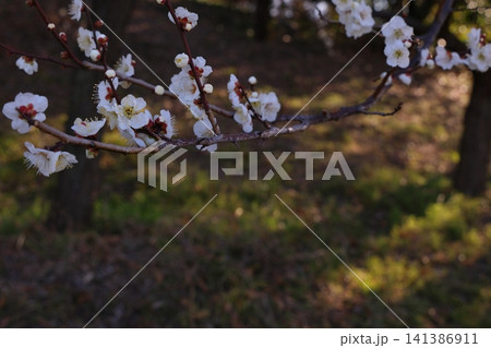 春を告げる梅の花 春を告げる梅の花 141386911