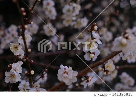 春を告げる梅の花 春を告げる梅の花 141386913