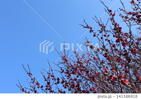 春を告げる梅の花 141386918